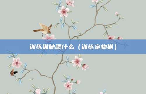 训练猫咪喂什么（训练宠物猫）