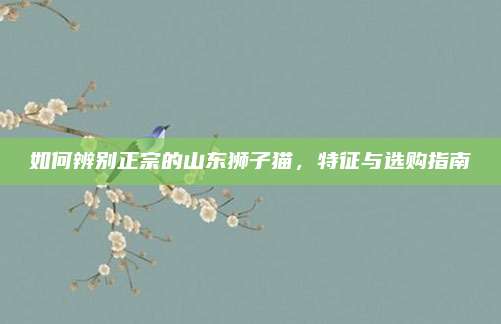 如何辨别正宗的山东狮子猫,特征与选购指南