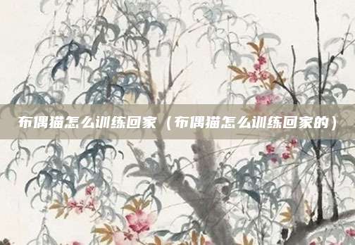 布偶猫怎么训练回家（布偶猫怎么训练回家的）