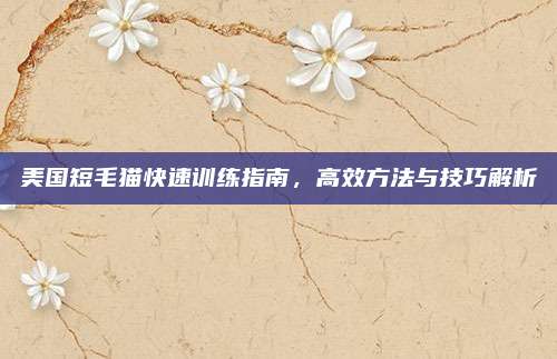 美国短毛猫快速训练指南,高效方法与技巧解析
