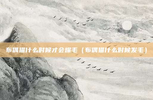 布偶猫什么时候才会爆毛(布偶猫什么时候发毛)
