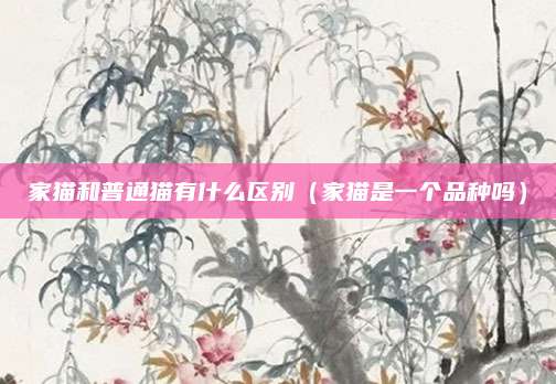家猫和普通猫有什么区别（家猫是一个品种吗）