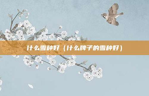 什么雪种好(什么牌子的雪种好)