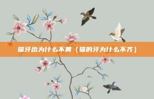 猫牙齿为什么不黄(猫的牙为什么不齐)